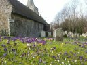 shorwell-churchyard-crocuses-1